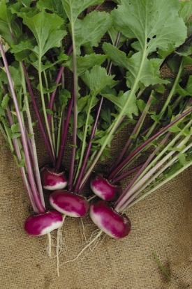 Picture of Organic Turnip Purple Top Milan